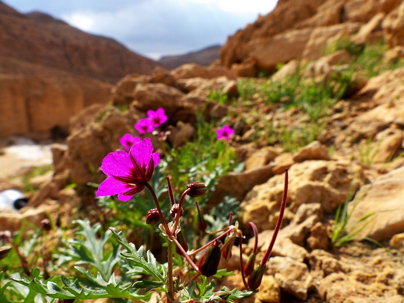 צילום: שרון הבר