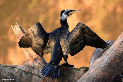 צילום: יורם שפירר