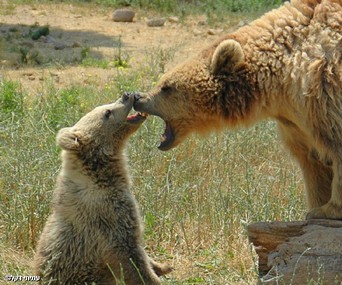 נשיקה אסקימוסית