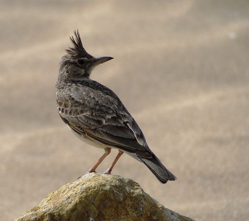 תמיד בהיכון