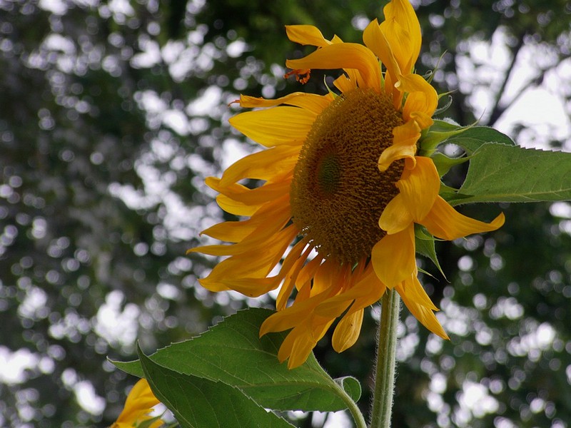 משב רוח במדריד