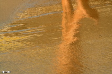 צילום: טובה רון