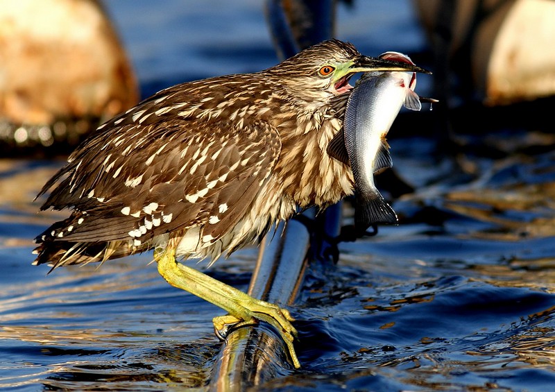 הבאתי לך פרחים לשבת..!