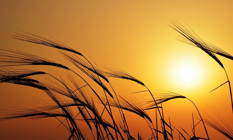 שקיעה ביינות לשיבולים