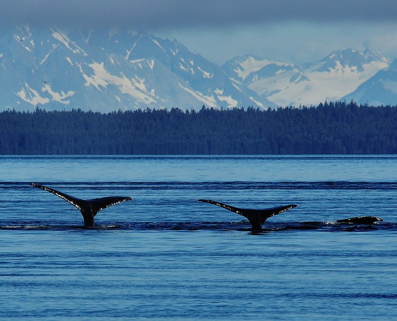 שחיה צורנית מסונכרנת