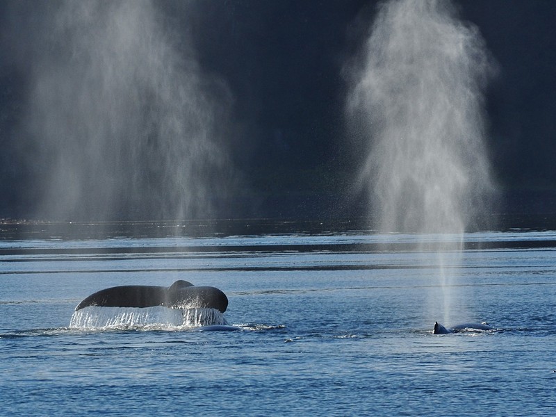 לוויתנים נושפים