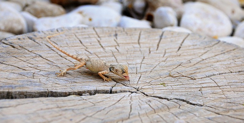 חרדון  סיני