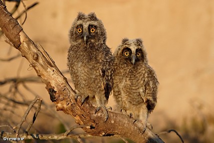 צילום: יורם שפירר