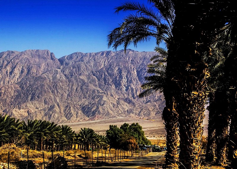 תמרים בקיבוץ אליפז