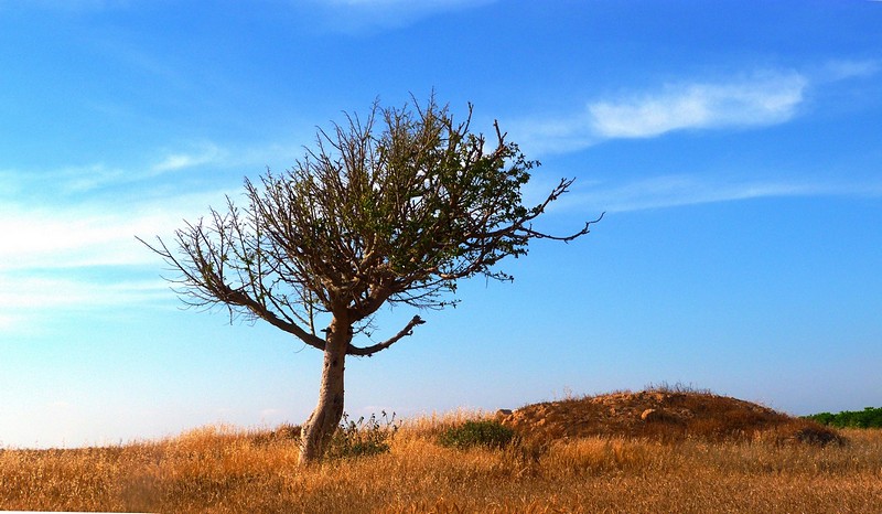 צילום: אלקנה שלמון