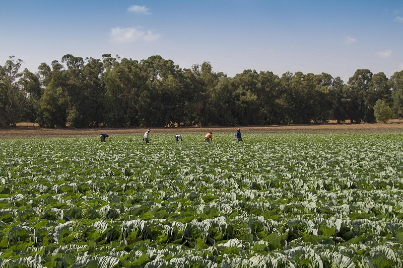 תאיילנדים בשדות חסה...