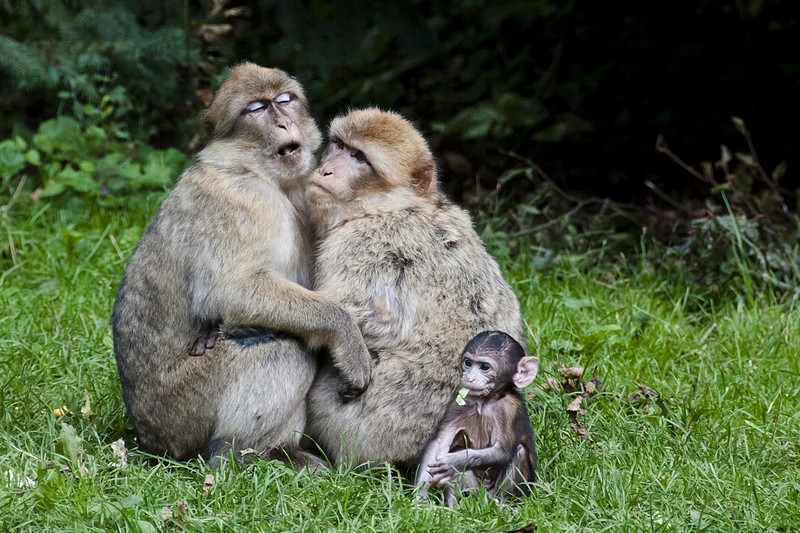 הורים אוהבים