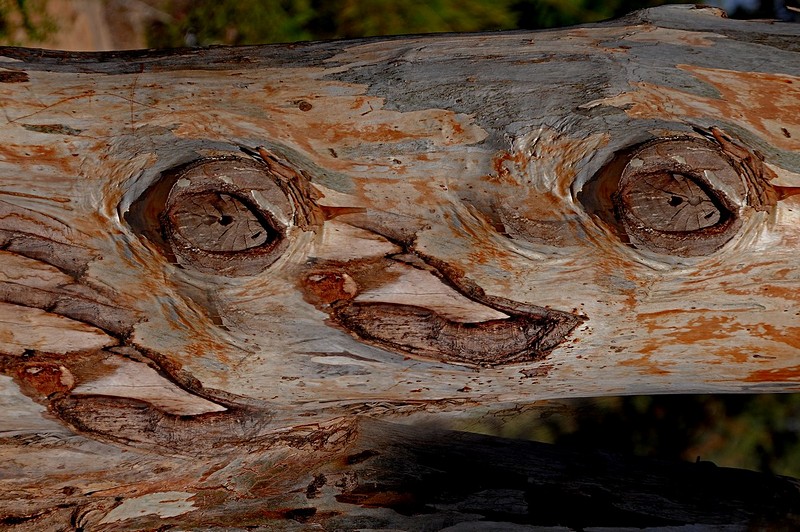 חיוך של עץ.