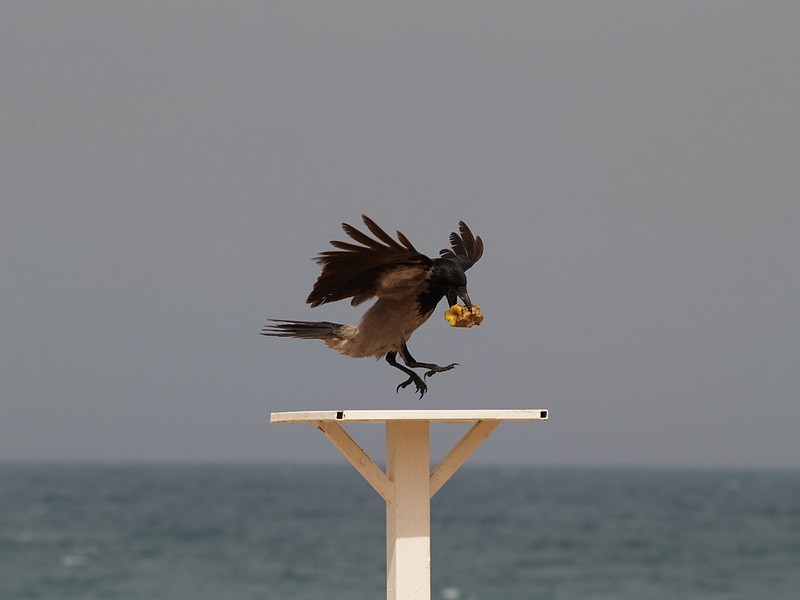 צילום: אוריין נעמן