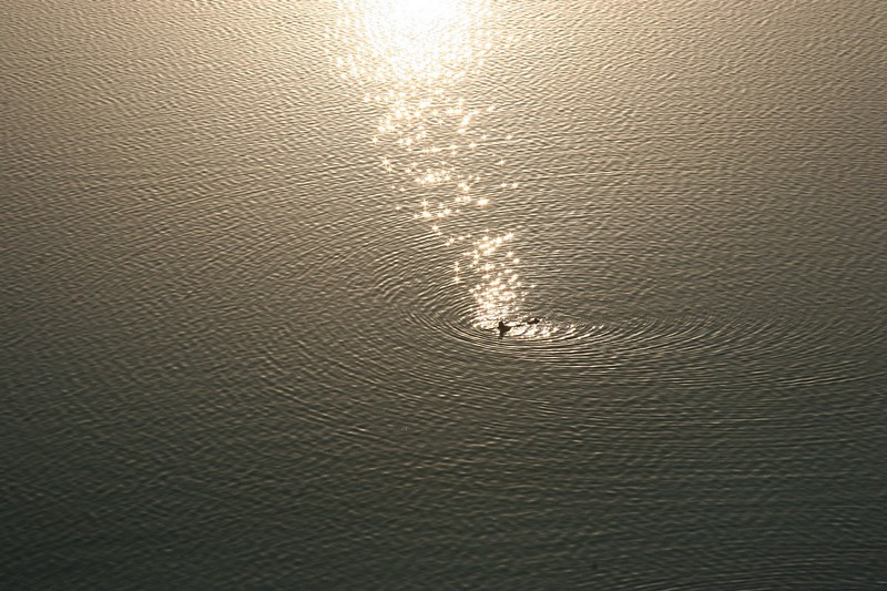 צילום: אלון קפל