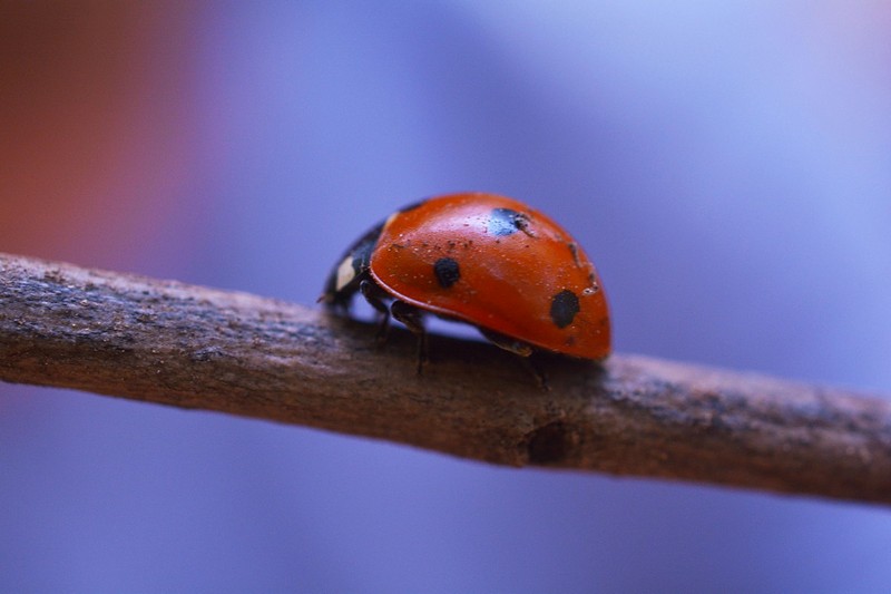 צילום: כריסטינה הורבט
