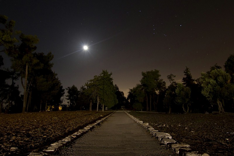 Into the forest