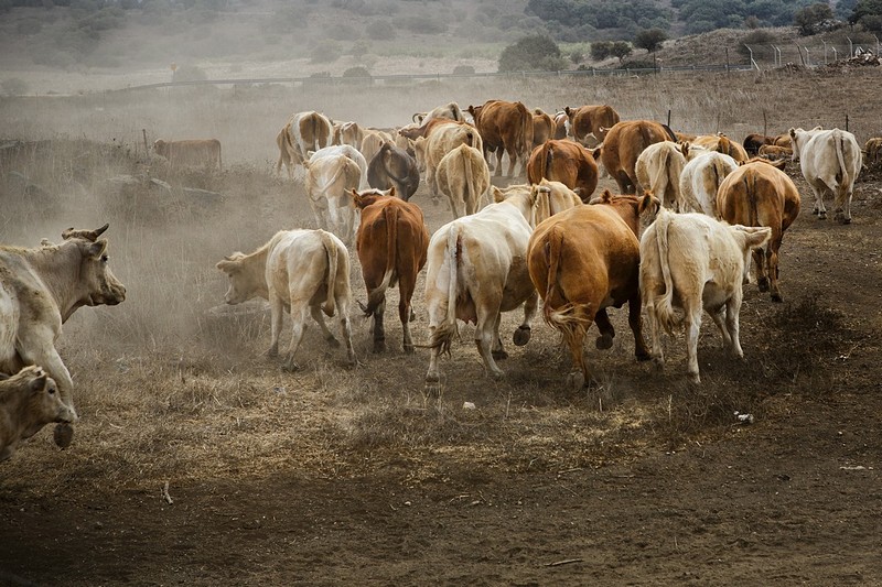 לרוץ עם העדר