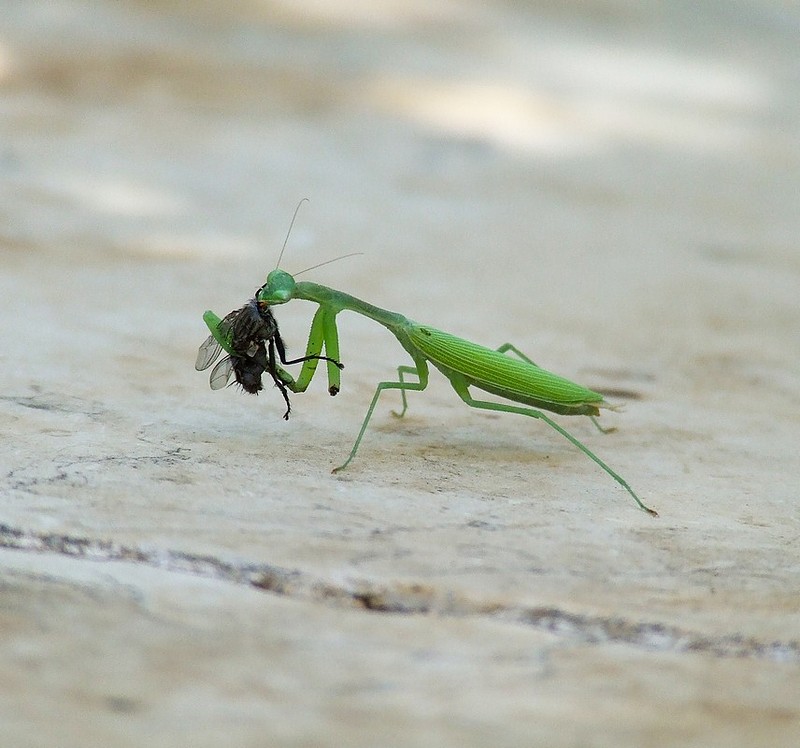 צילום: אנה רומנוב