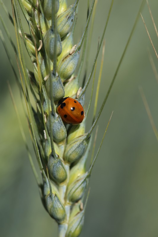 צילום: מיכל  גלעדי