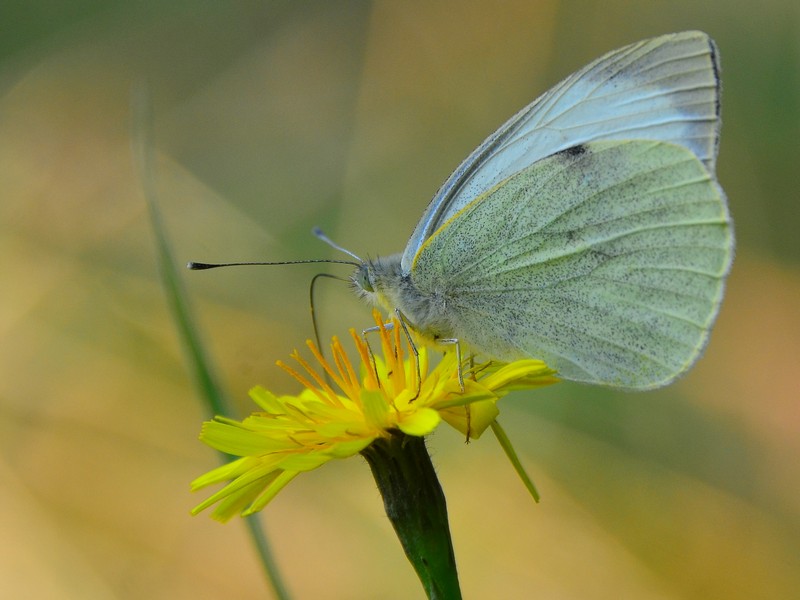 פרח ופרפר | פרפר  פרח