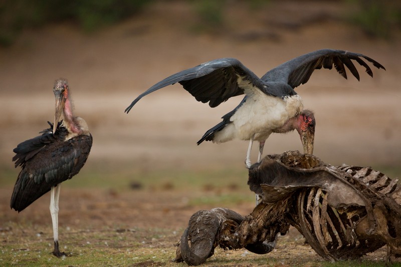 עד הפרור האחרון