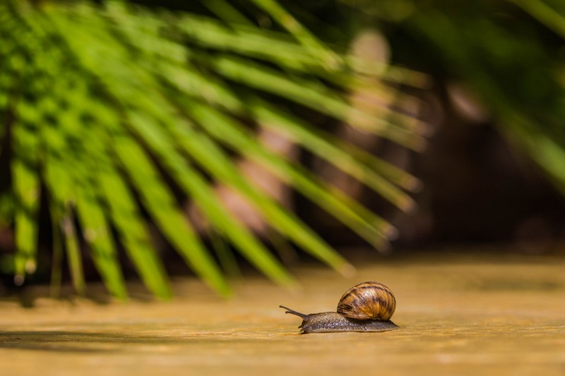 צילום: יקיר בללי
