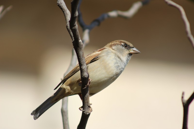 צילום: Reuven Altshuler