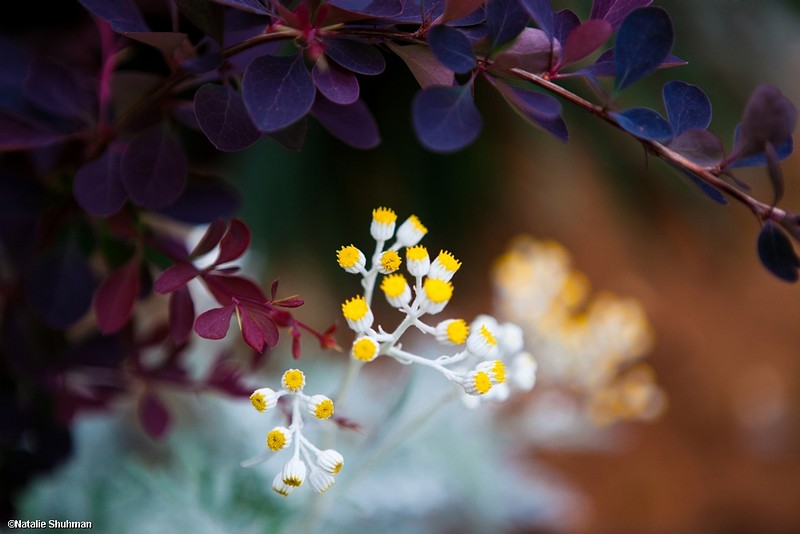 צילום: Natalie Shuhman