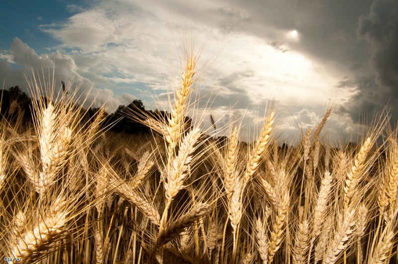 שדה שיבולים