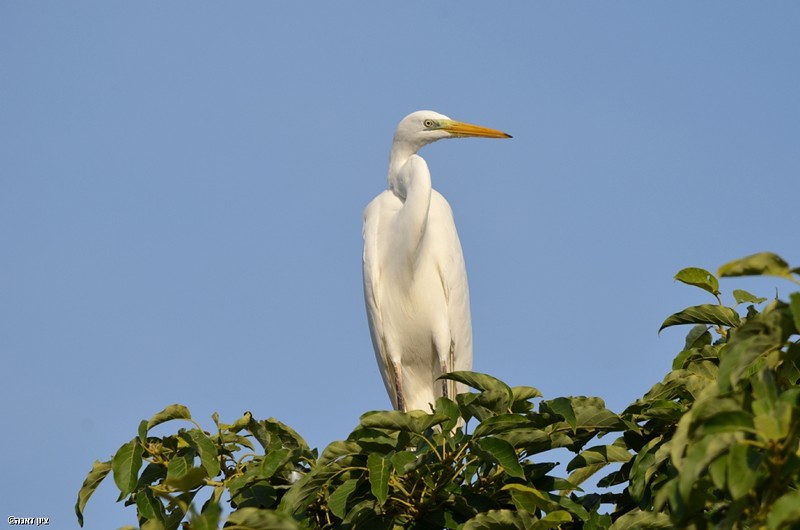 משקיף מלמעלה