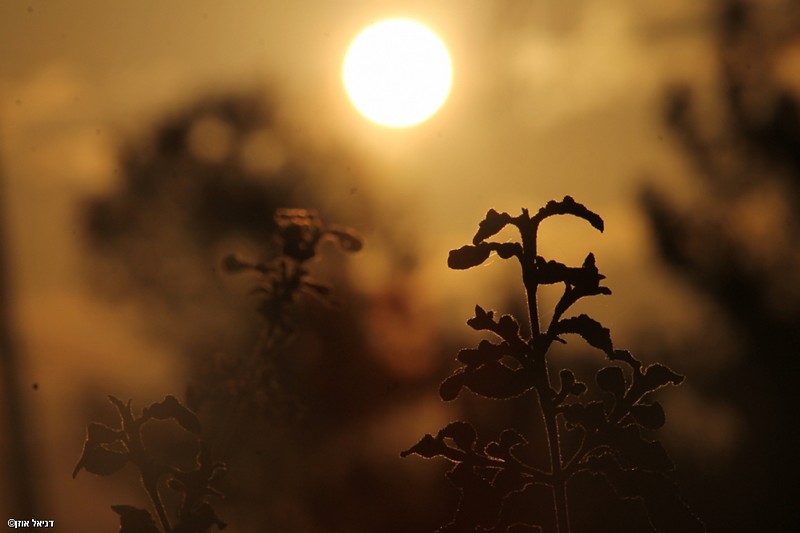 צילום: דניאל אוזן