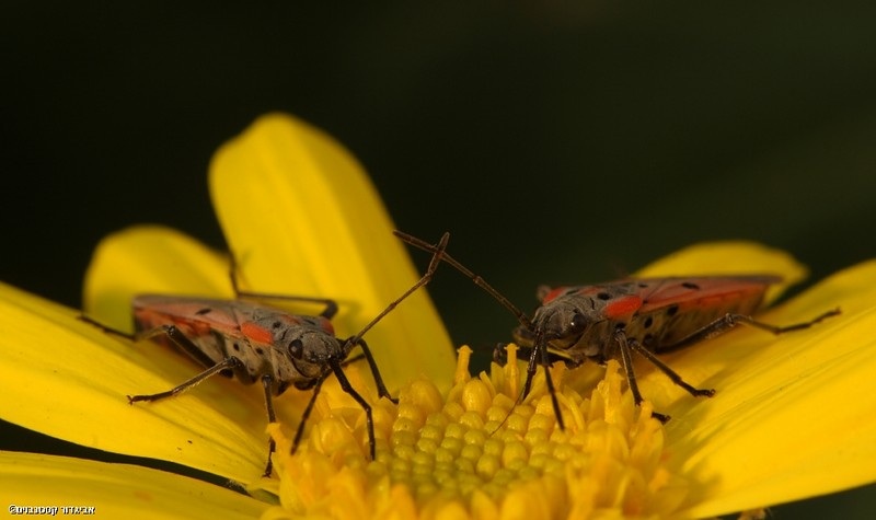 שותים מאותה כוס