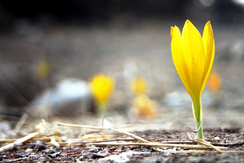 צילום: רננה  חמו