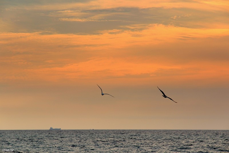 לעוף אל השקיעה