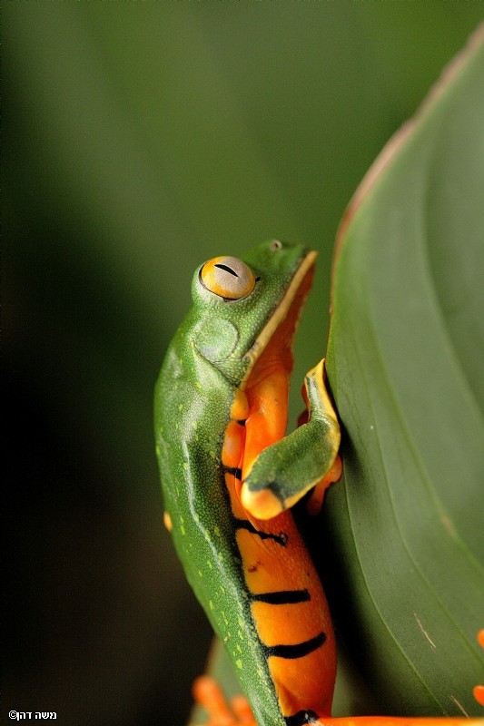 Tiger tree frog