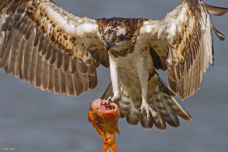 לפעמים קרוב זה קרוב 