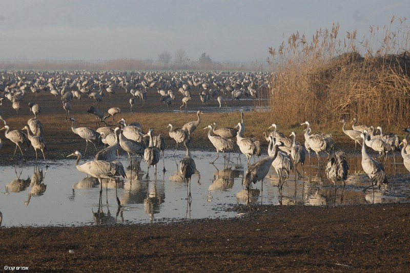 צילום: אפרים קנר