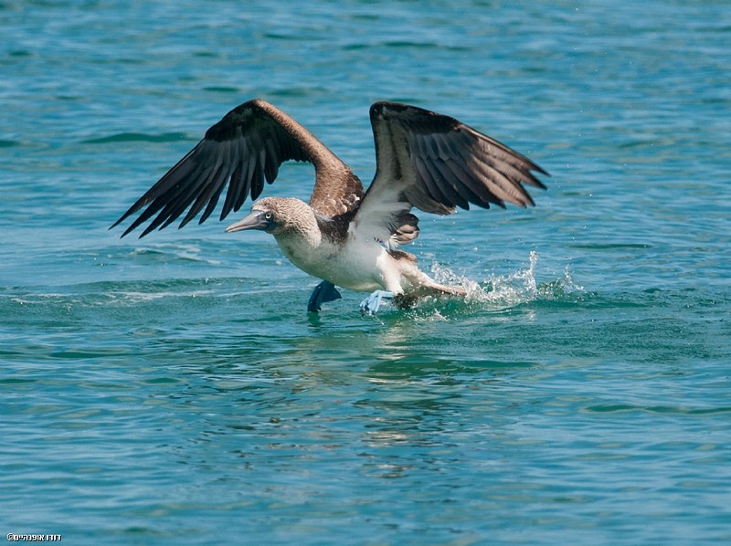 Galapagos blue boobies