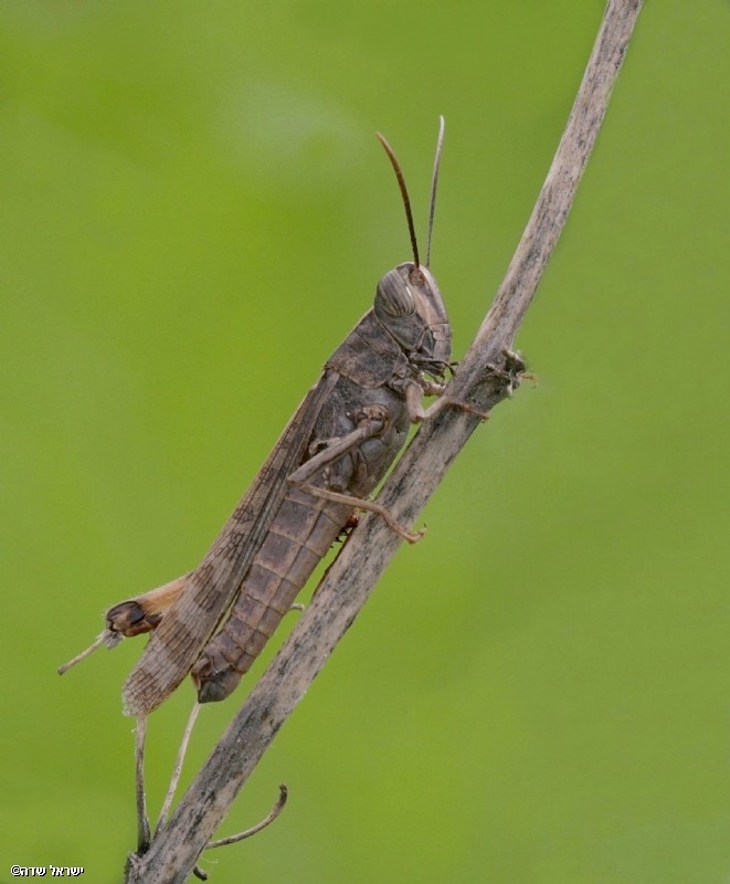 שדמון ישראלי
