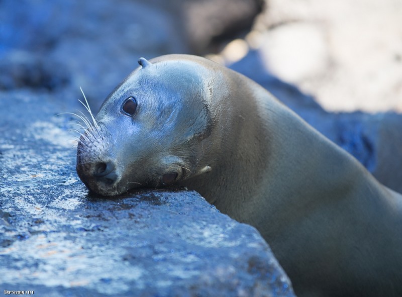 צילום: דודו אופנהיים