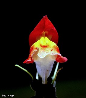 שלהבת אדומה