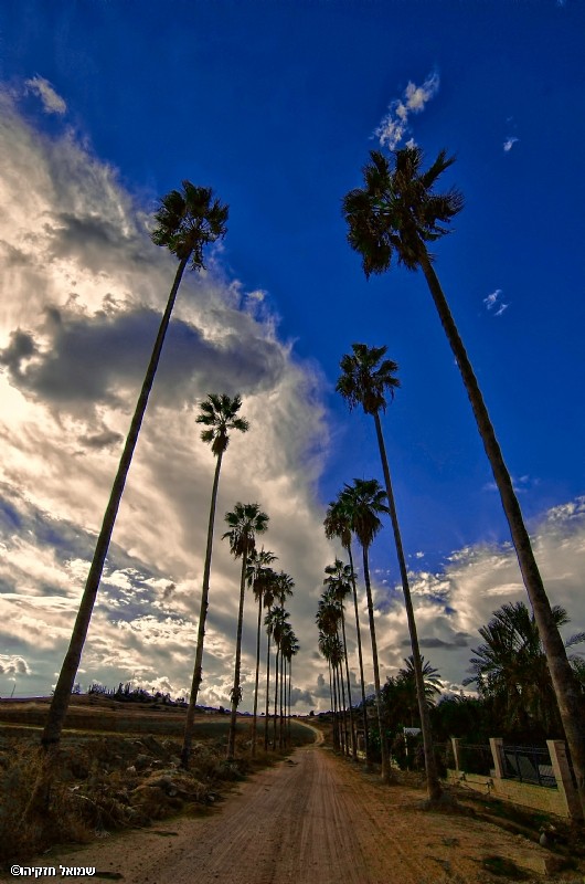 על דקלים ועננים 2