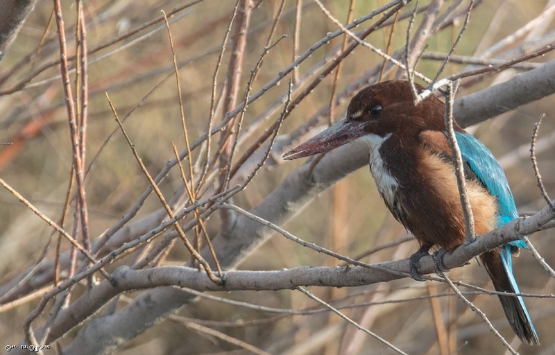 שלדג לבן חזה 