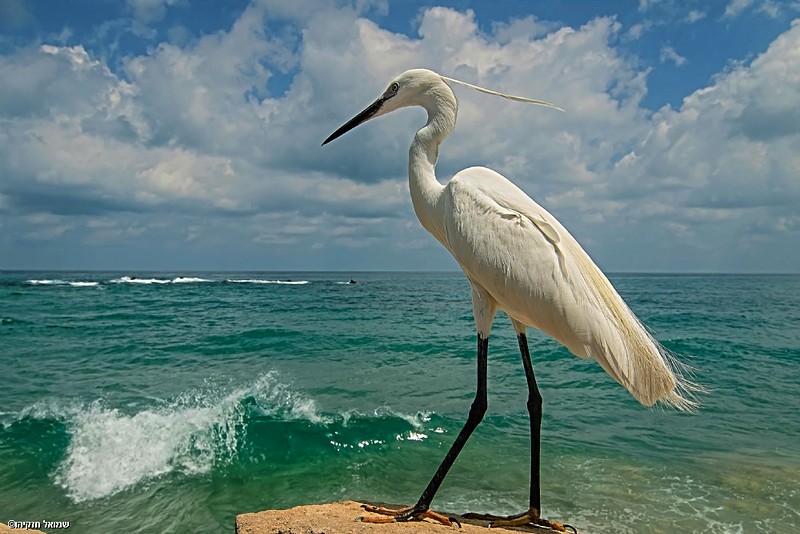 ליבנית קטנה