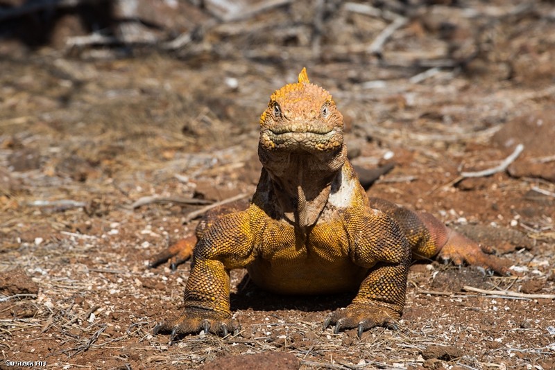 צילום: דודו אופנהיים