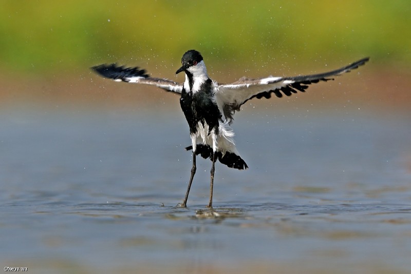 ממריא אל על
