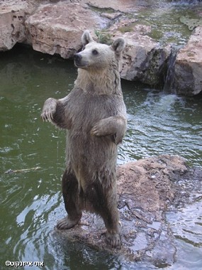 צילום: אתי אייזנקוט