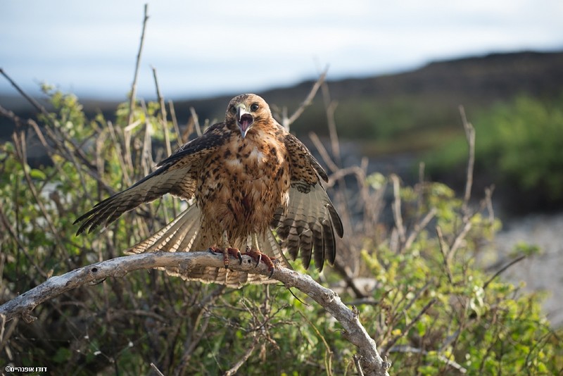 צילום: דודו אופנהיים
