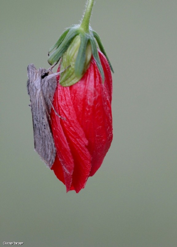 תינשמית הבבונג
